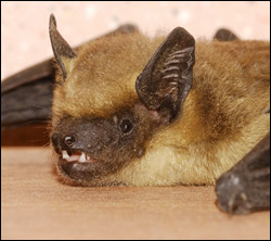 bat removal Burleson
