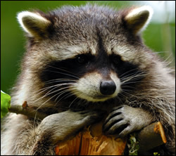 raccoon removal Burleson